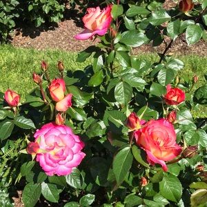 Meet your Posher, Caitlin